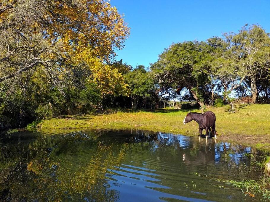 Natural landscape, Animals