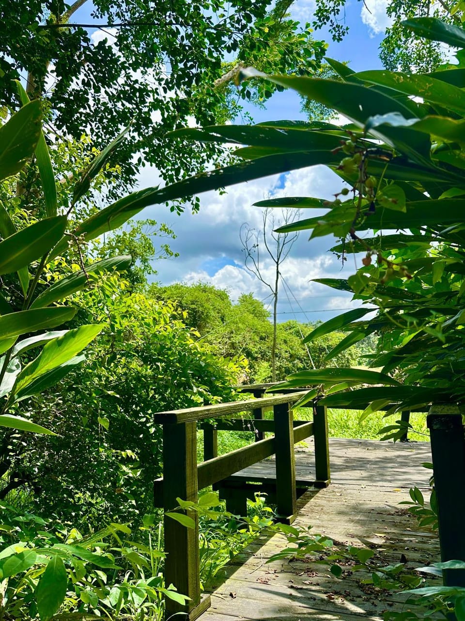 Garden view