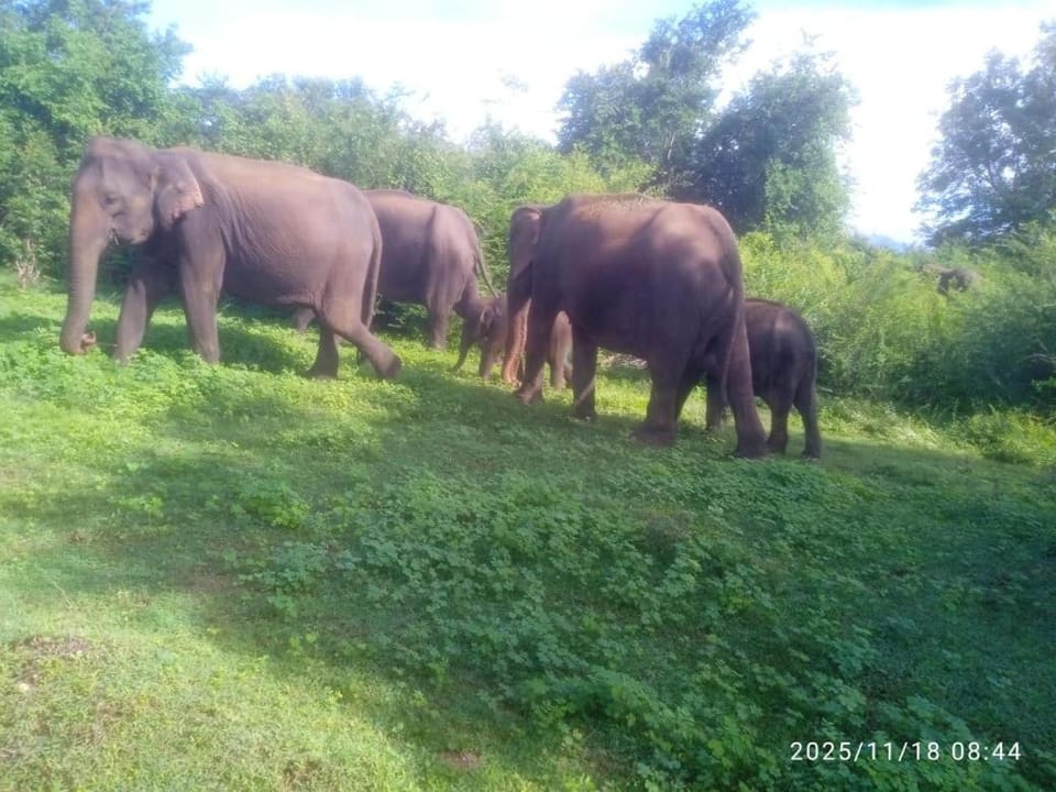 Yoma Wild Hotel Hotel in Uva Province, Sri Lanka