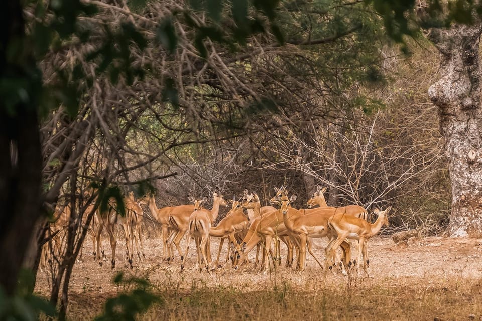 Natural landscape, Animals