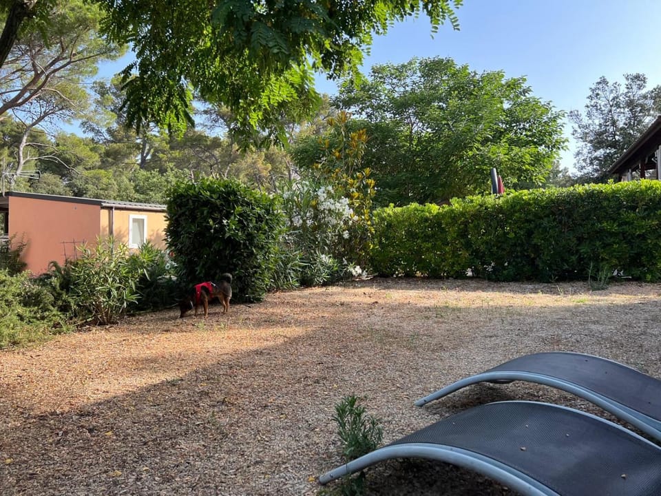 Patio, Garden