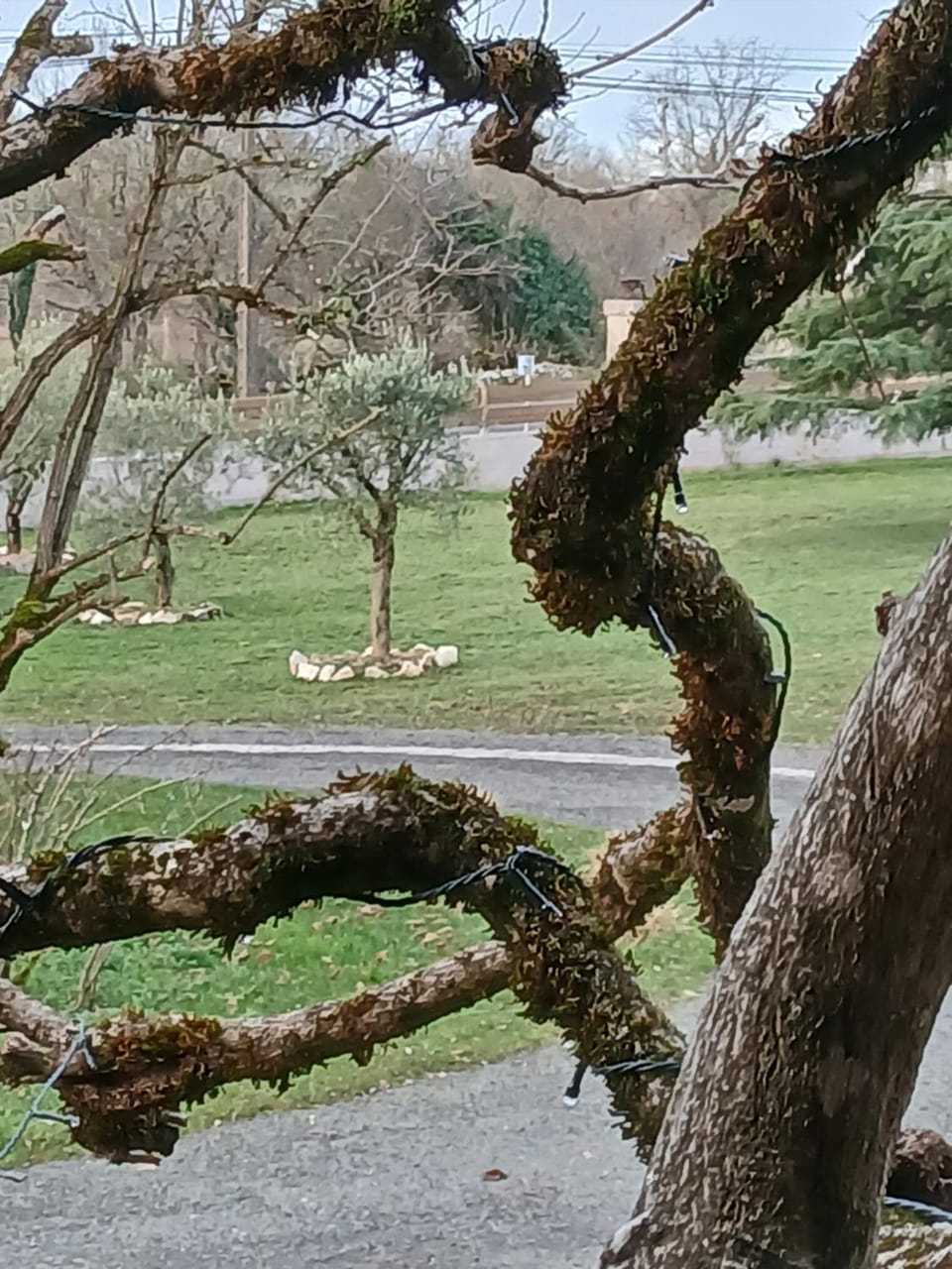 Natural landscape, Garden view