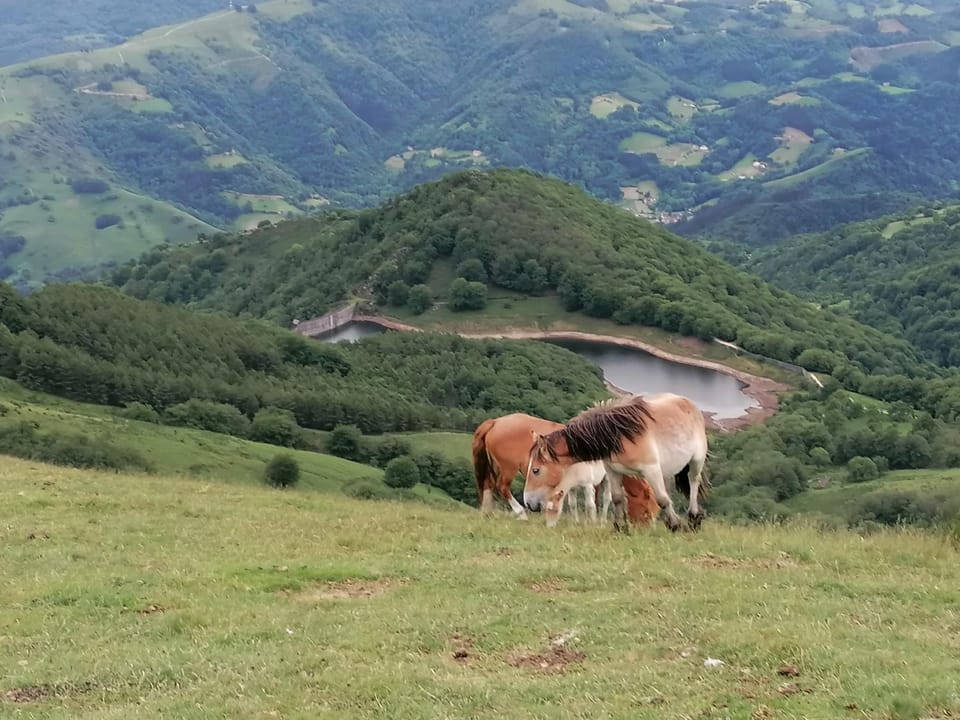 Natural landscape, Animals, Mountain view