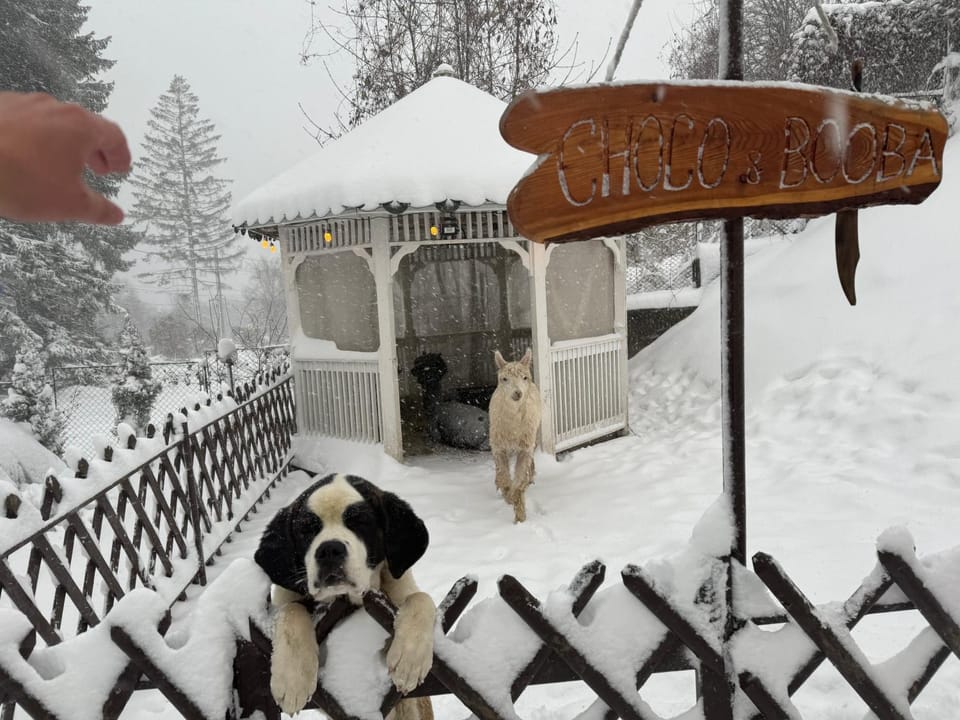 Chalet jolie Luxury Vila Sinaia Apartment in Sinaia