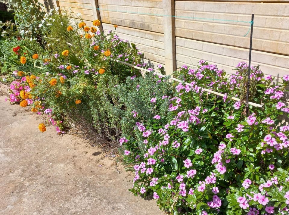 Garden view