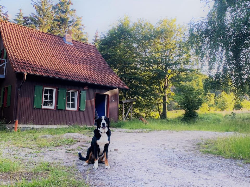 Property building, Animals, Pets
