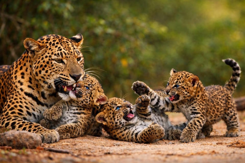 Animals