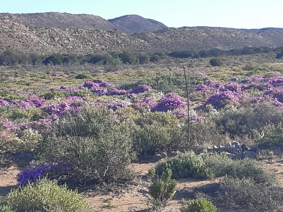 Natural landscape