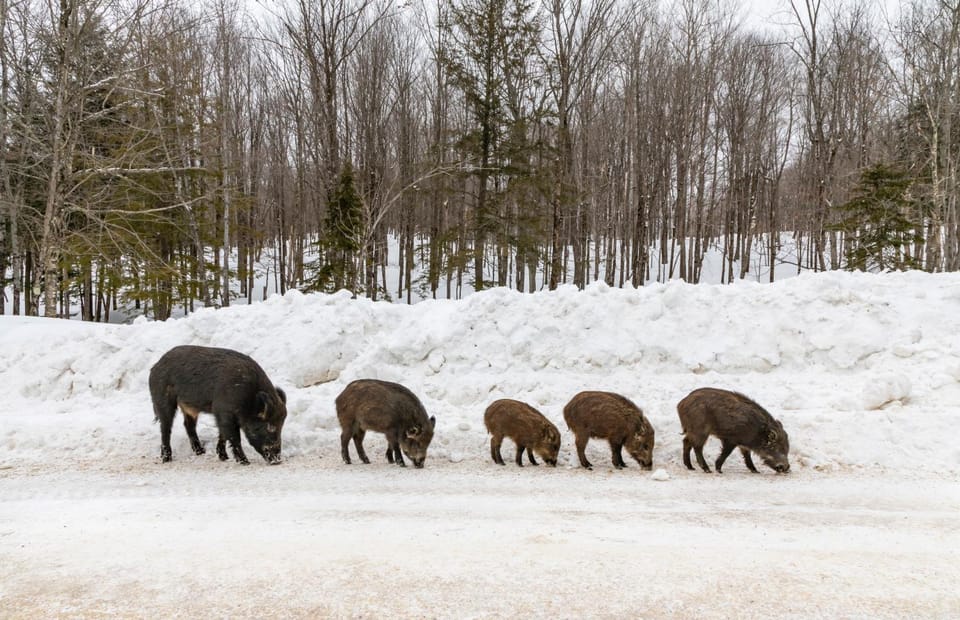 Animals