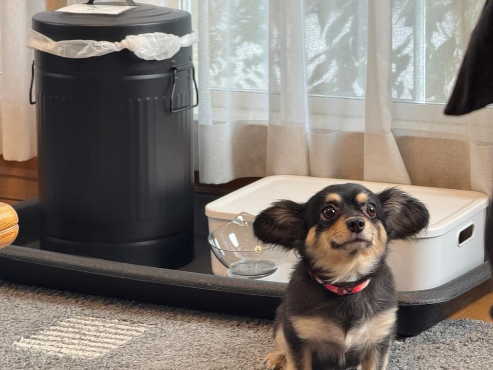 pet friendly