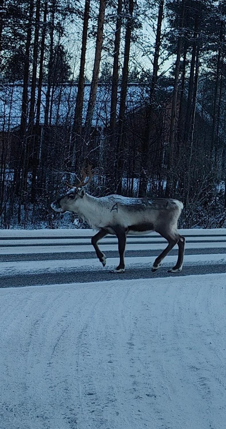 Natural landscape, Winter, Pets