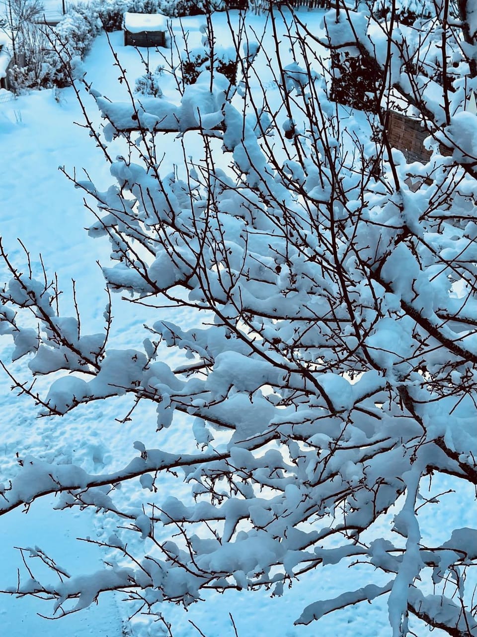 Winter, Animals