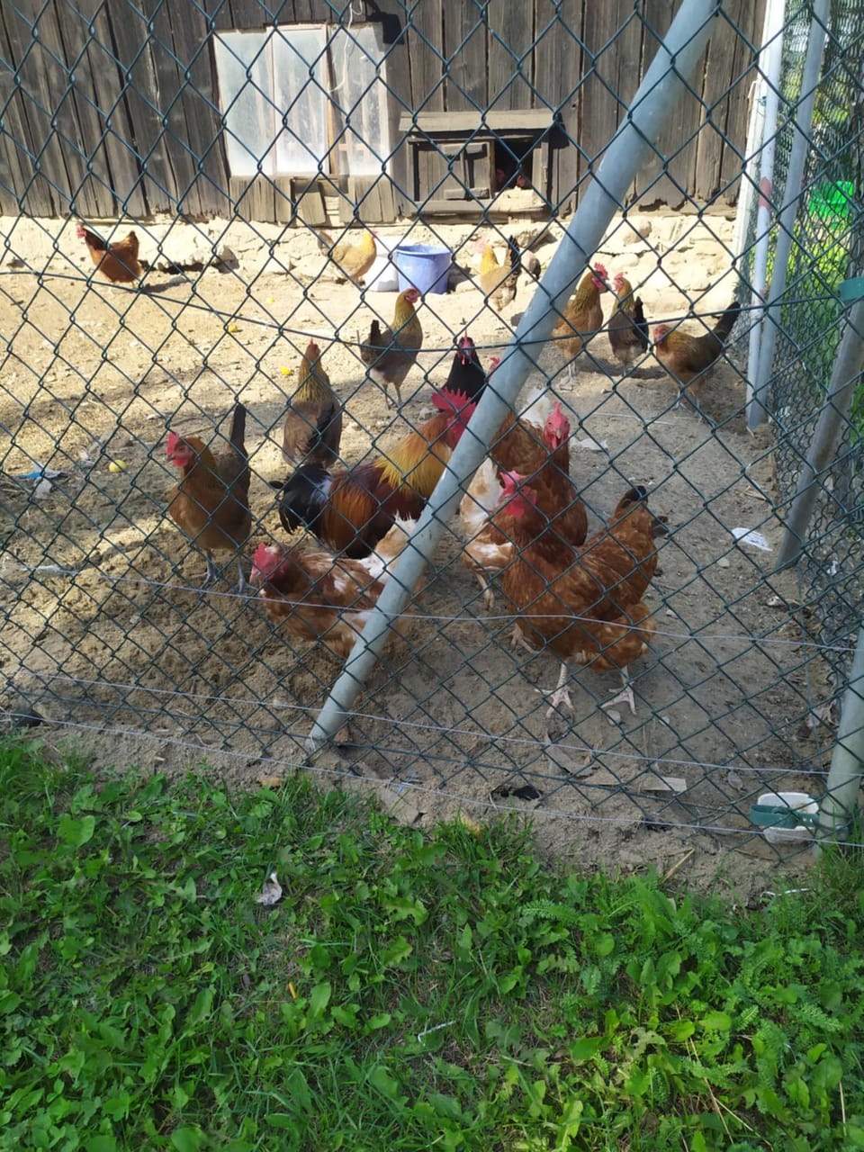 Animals
