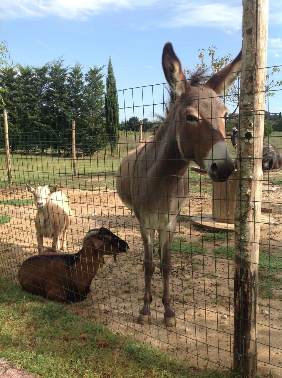 Animals