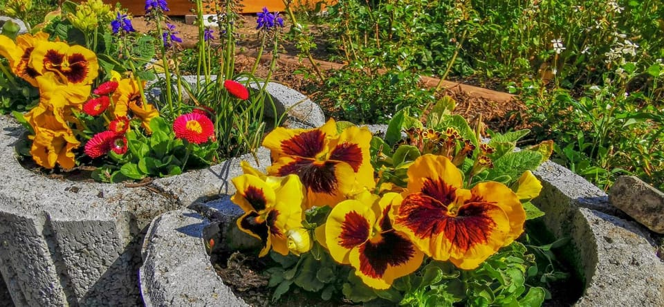 Garden view