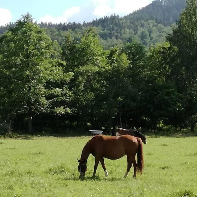 Apartamenty - Domek Bobrowe Zacisze 3 Apartment in Lower Silesian Voivodeship