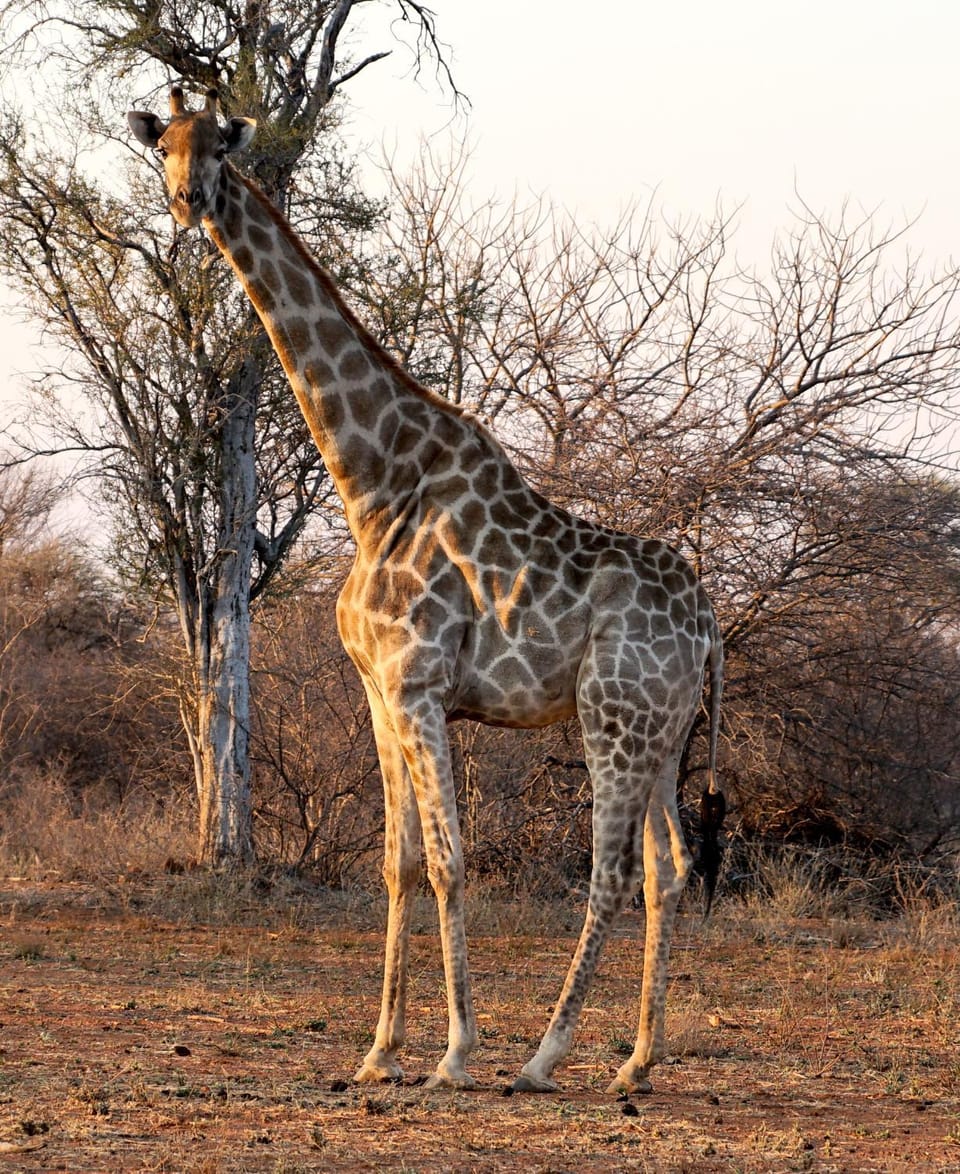 Animals