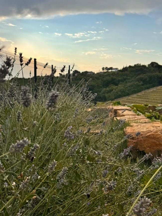Gordia organic winery Farm Stay in Friuli-Venezia Giulia