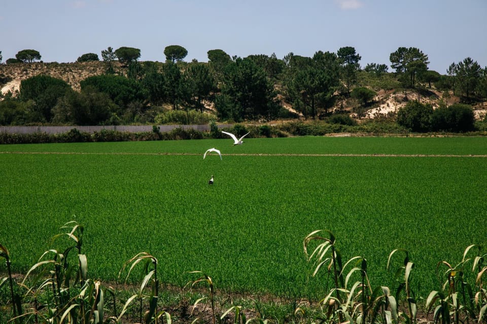 Herdade de Montalvo - Comporta Apartment in Setubal District