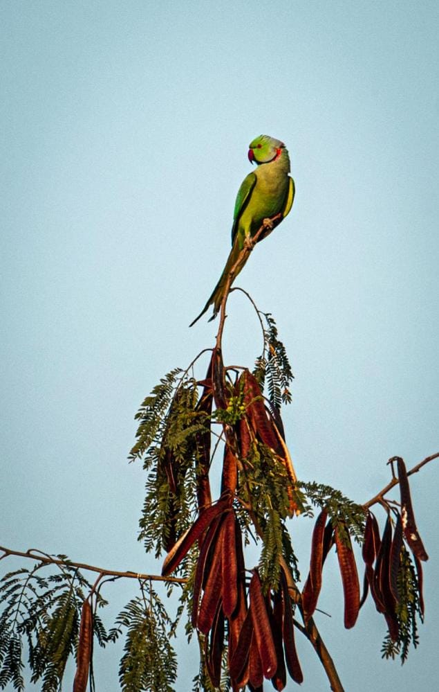 Tranquility homestay Farm Stay in India