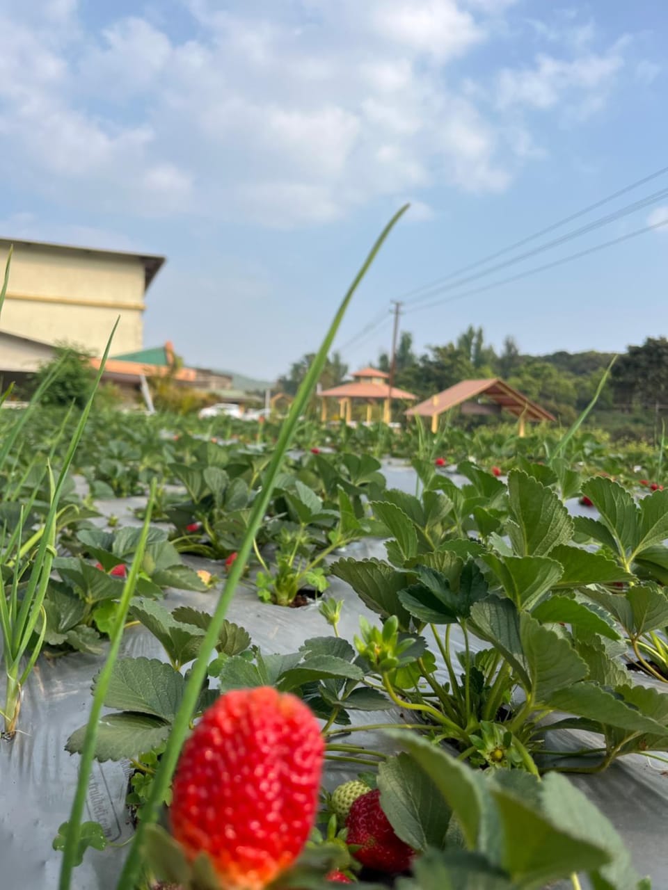 Garden, Garden view