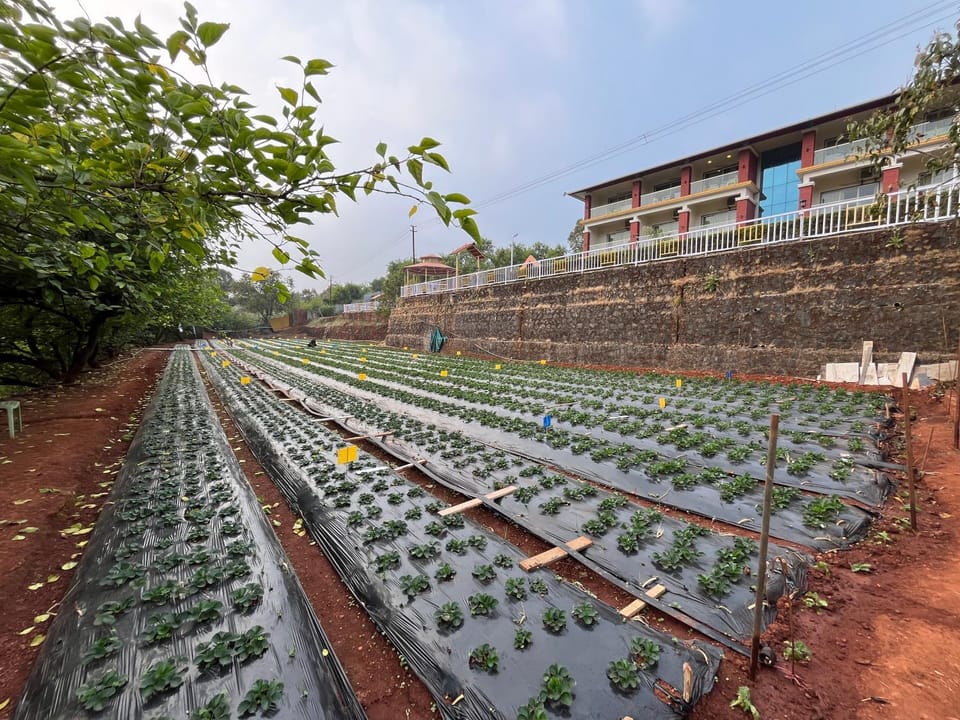 Garden, Garden view