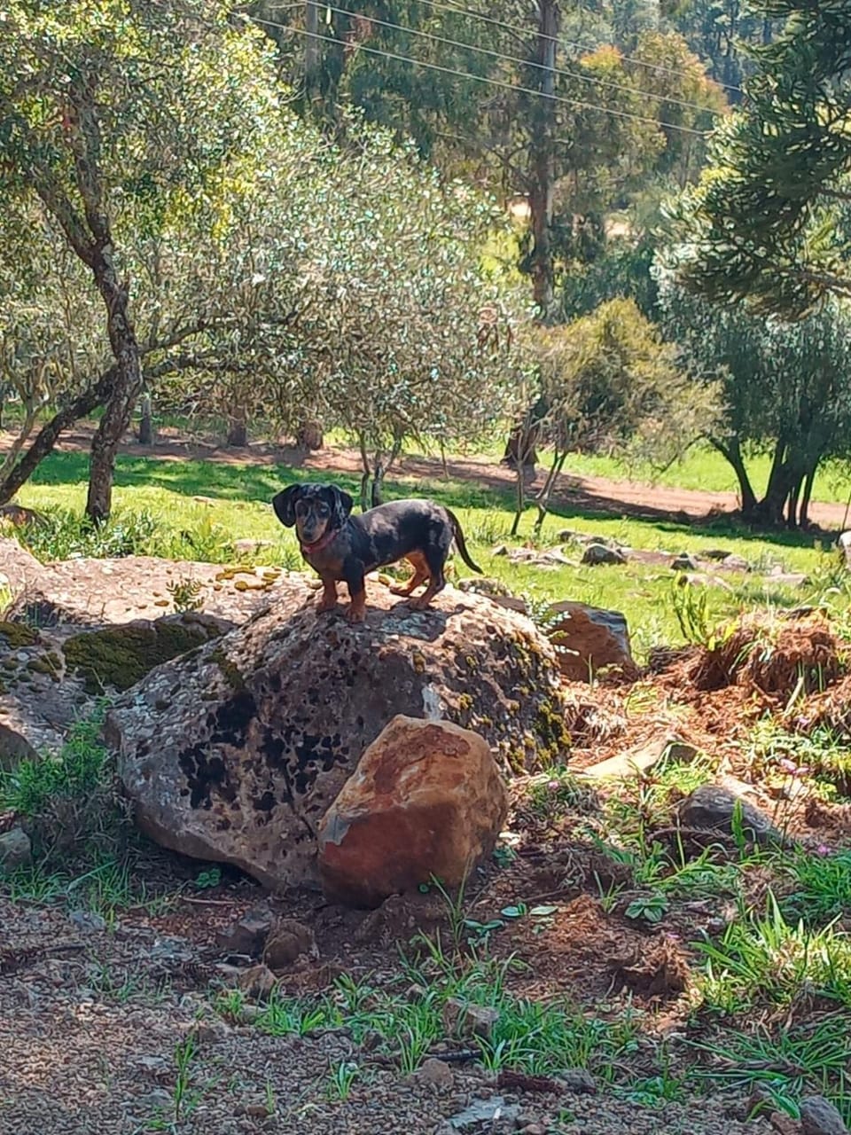 Garden, Pets