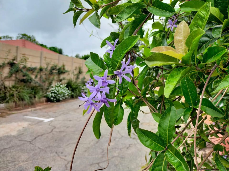 Facade/entrance, Garden