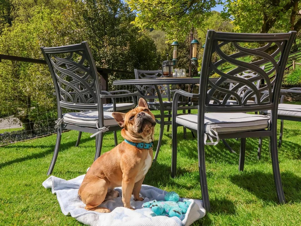 Patio, Seating area, pet friendly