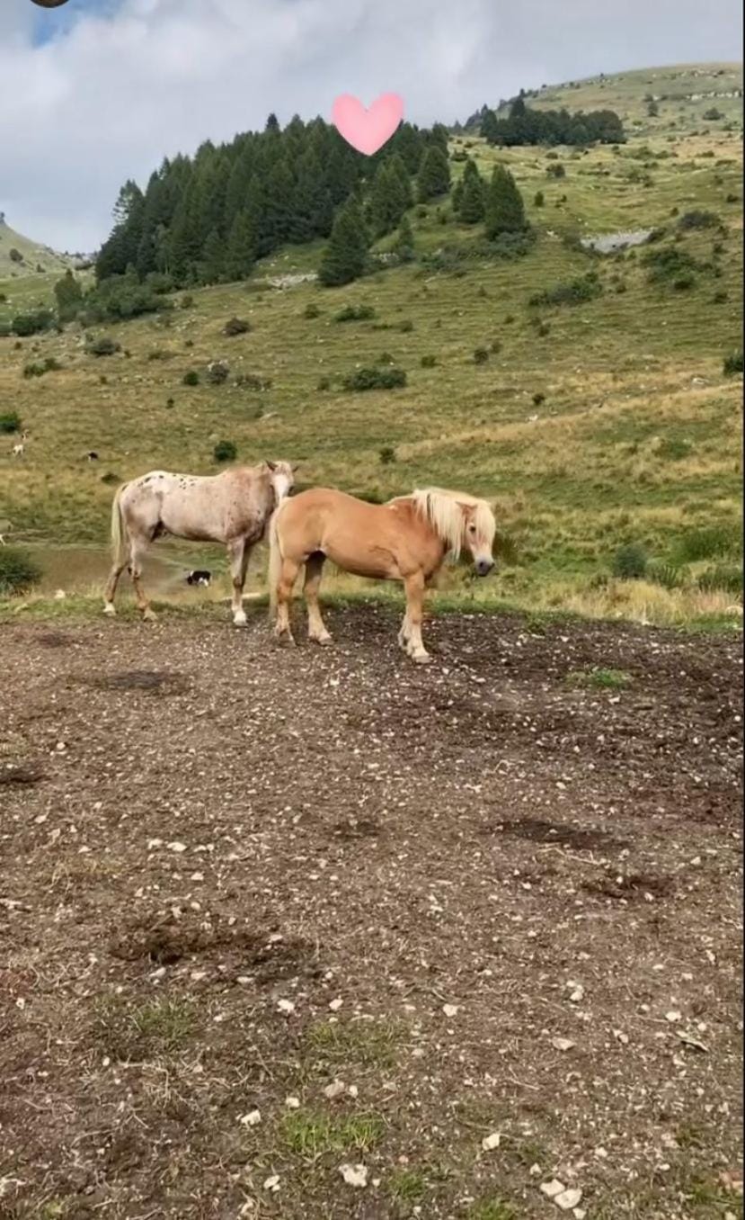 Day, Natural landscape, Animals