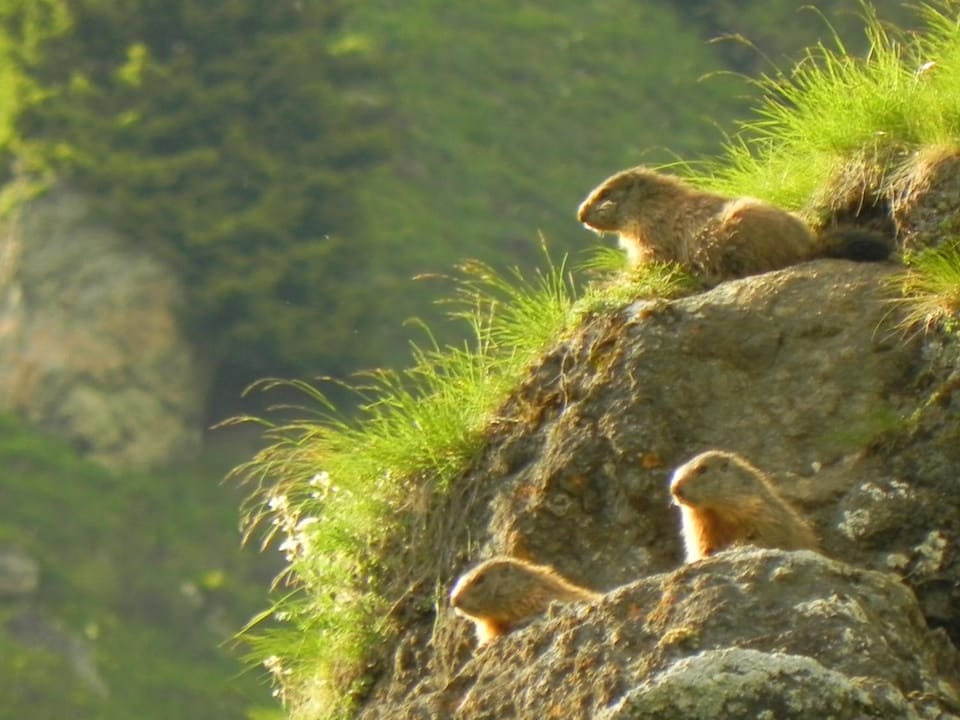 Natural landscape, Animals