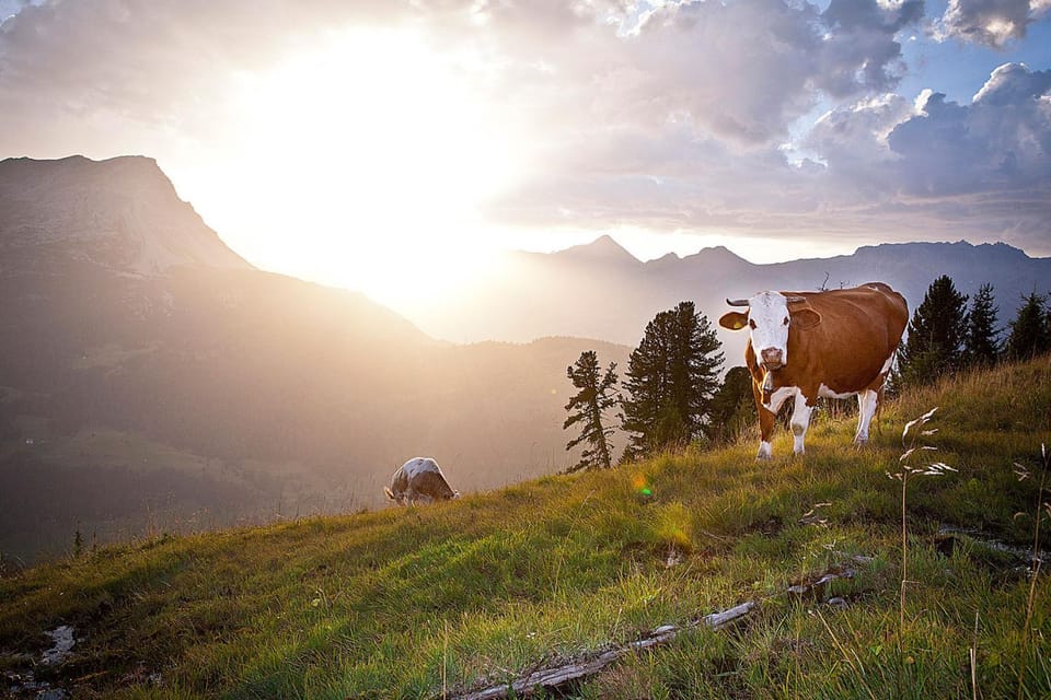 Animals, Area and facilities