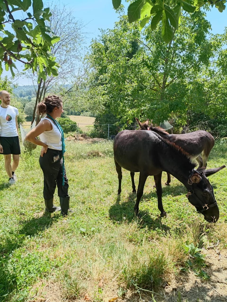 B&B Naturin - Vegan Eco Farm Farm Stay in Piedmont