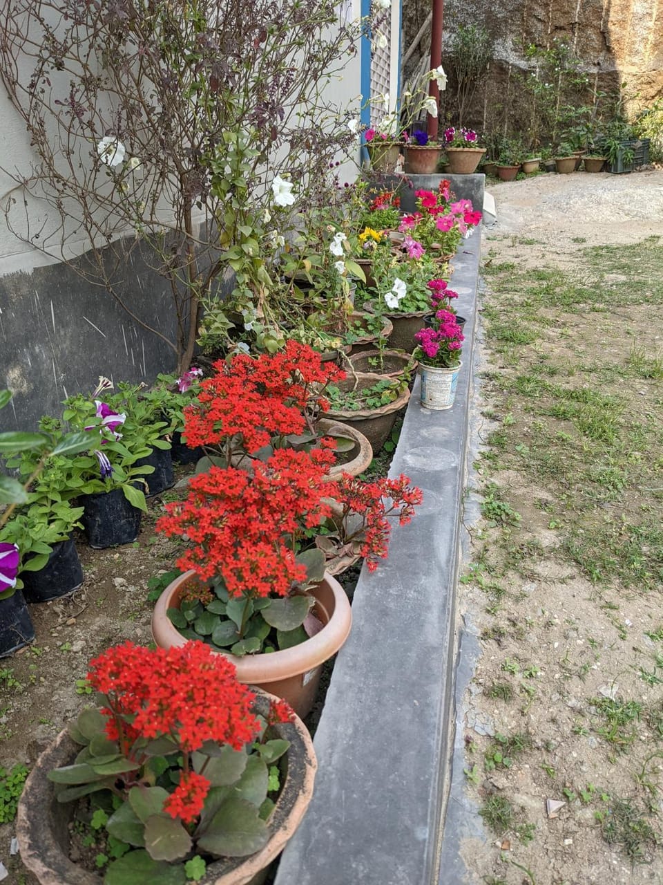 Garden, Garden, Garden view