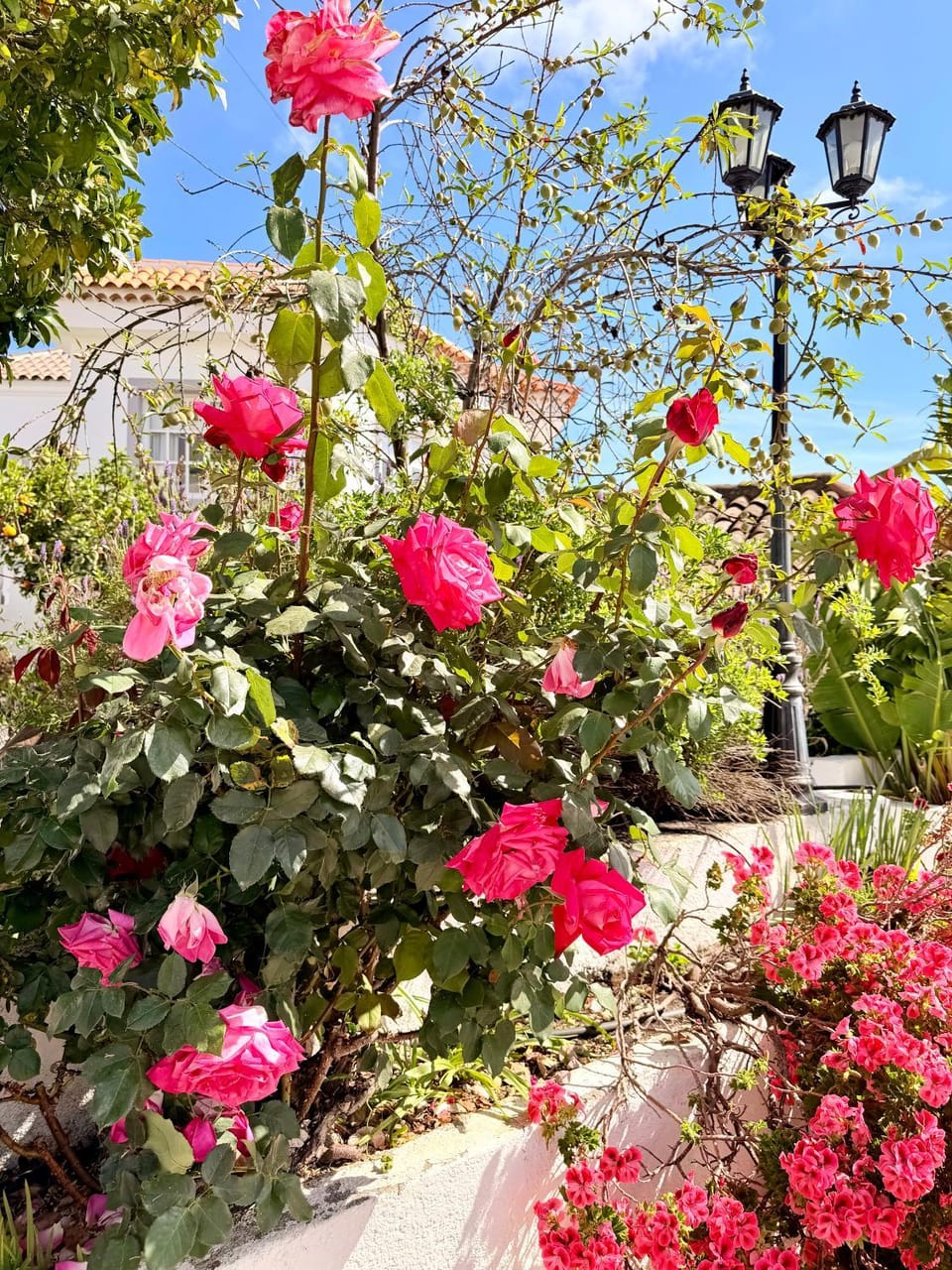 Spring, Day, Garden view