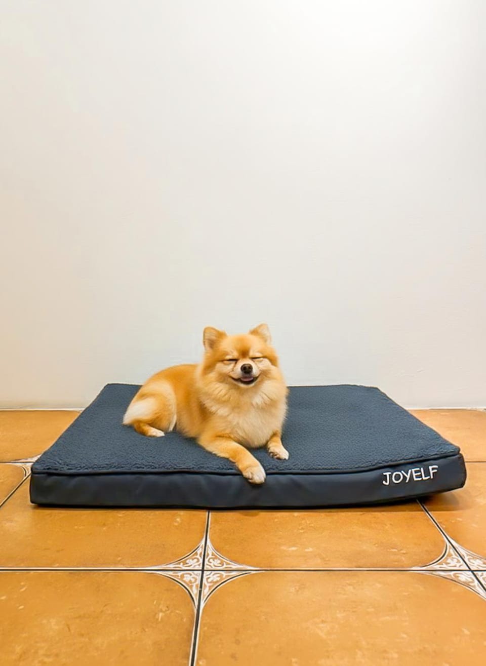Pets, pet friendly
