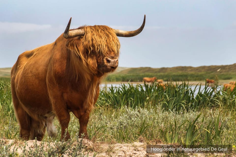 Natural landscape, Animals