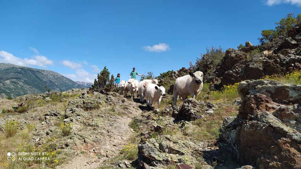 Natural landscape, Animals
