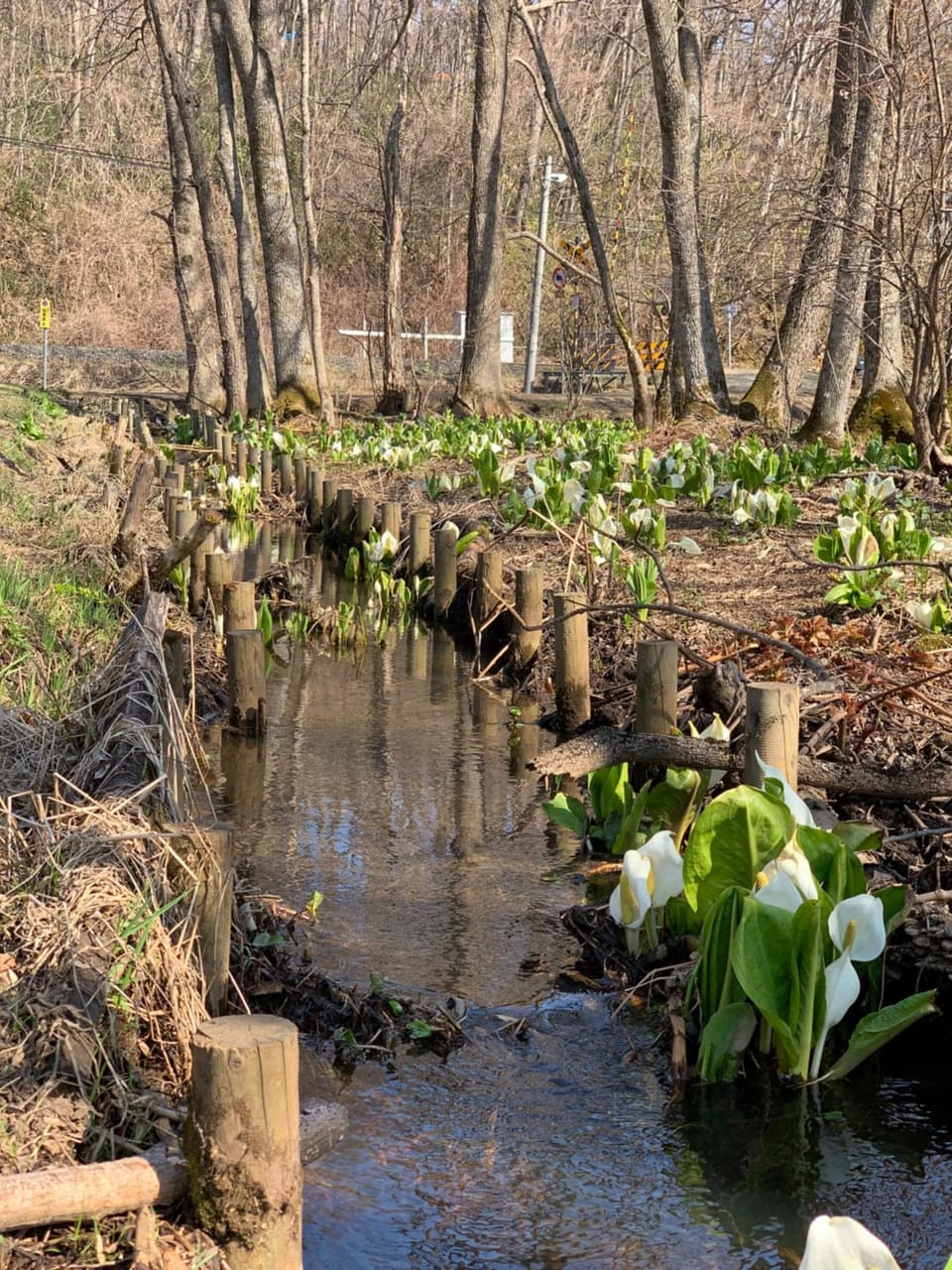 Spring, Hiking