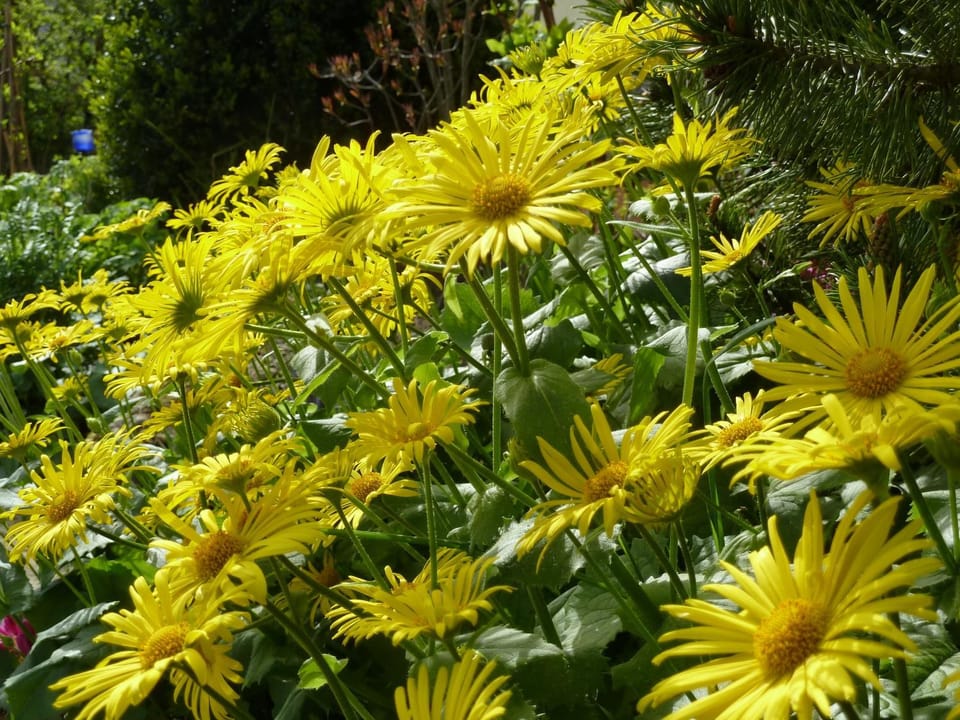 Spring
