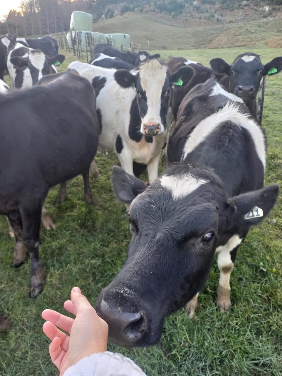Animals