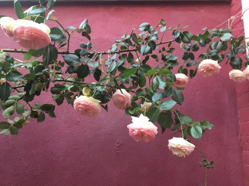 La Maison Rouge Bed and Breakfast in Paris