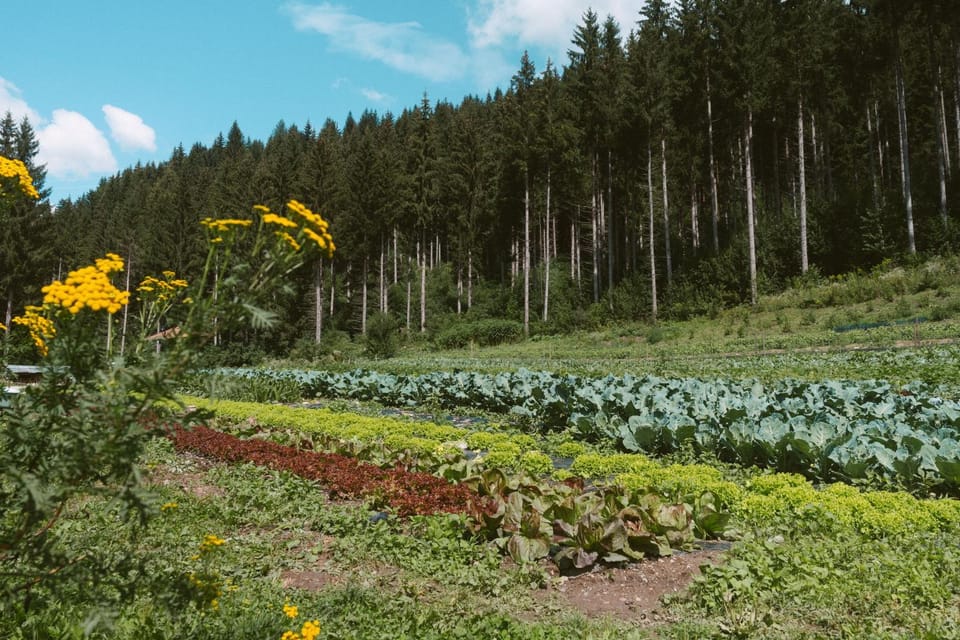 Lärchenwirt Dolomites Apartment in Friuli-Venezia Giulia
