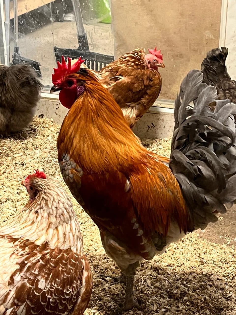 Animals