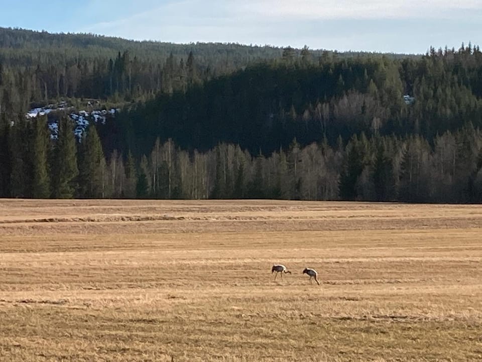 Natural landscape, Animals