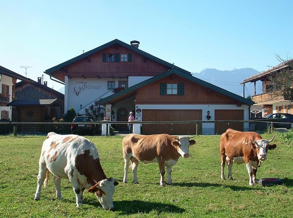 Animals