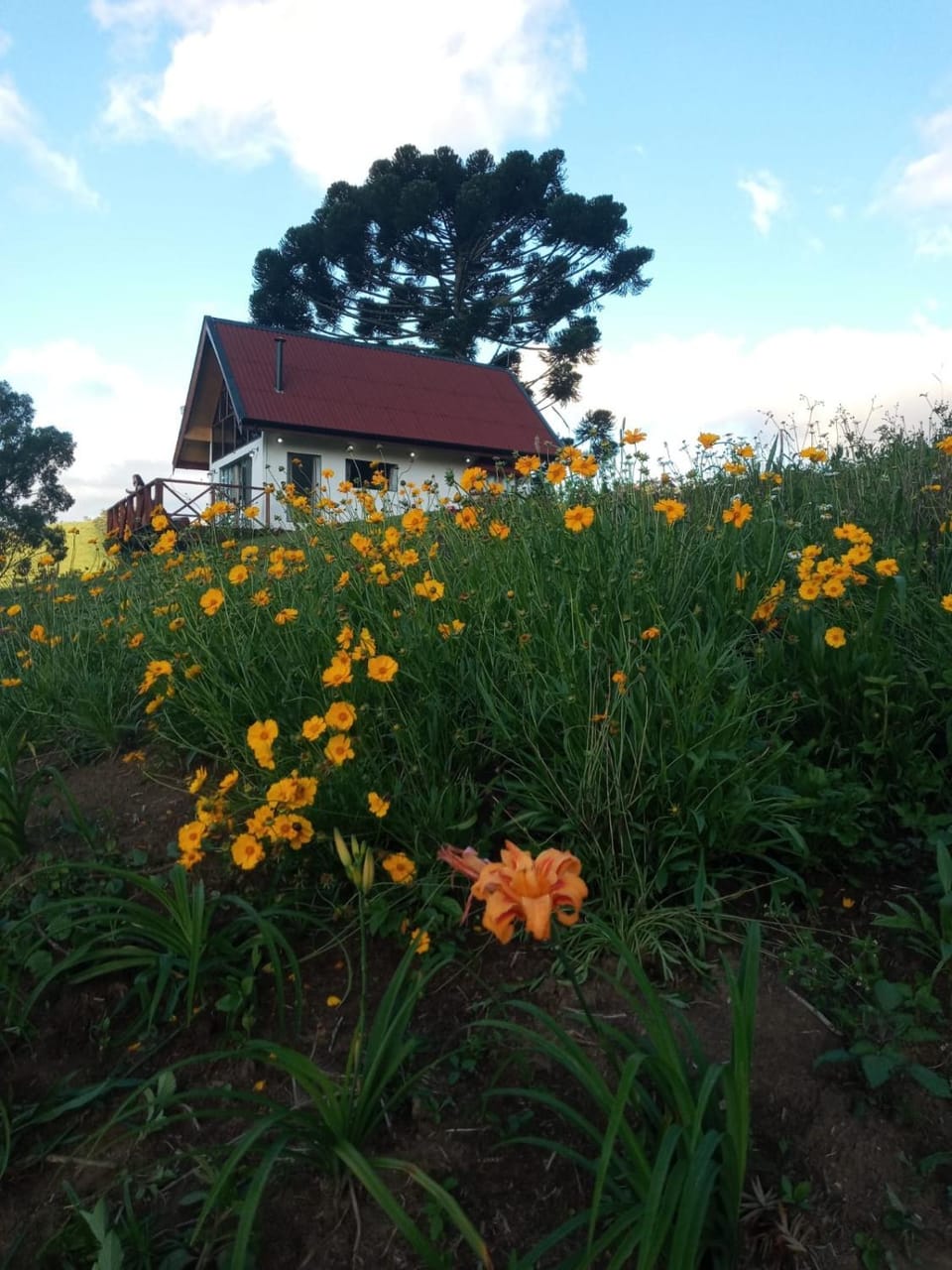 Property building, Garden, Sunset