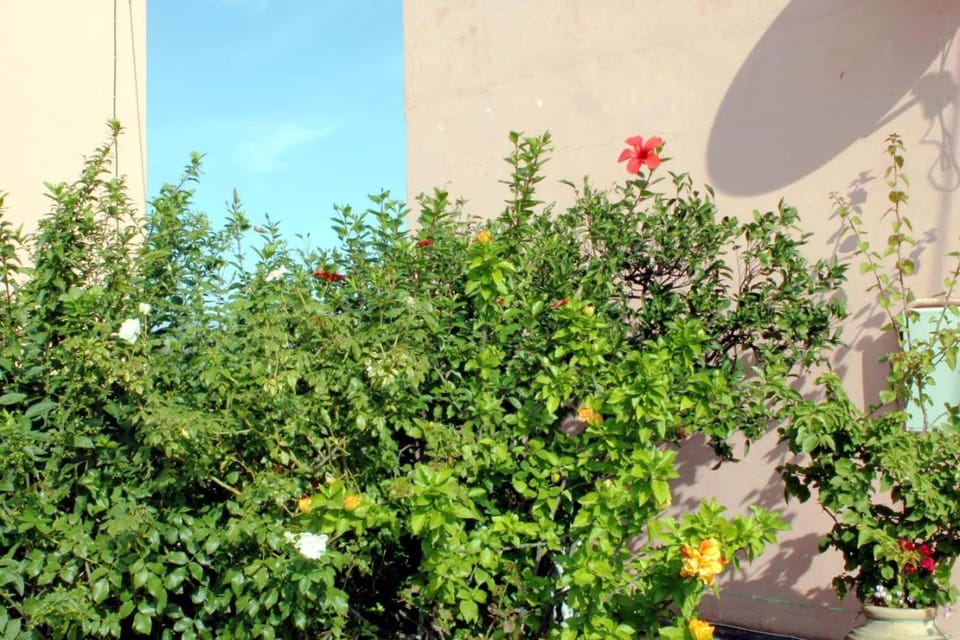 Patio, Garden