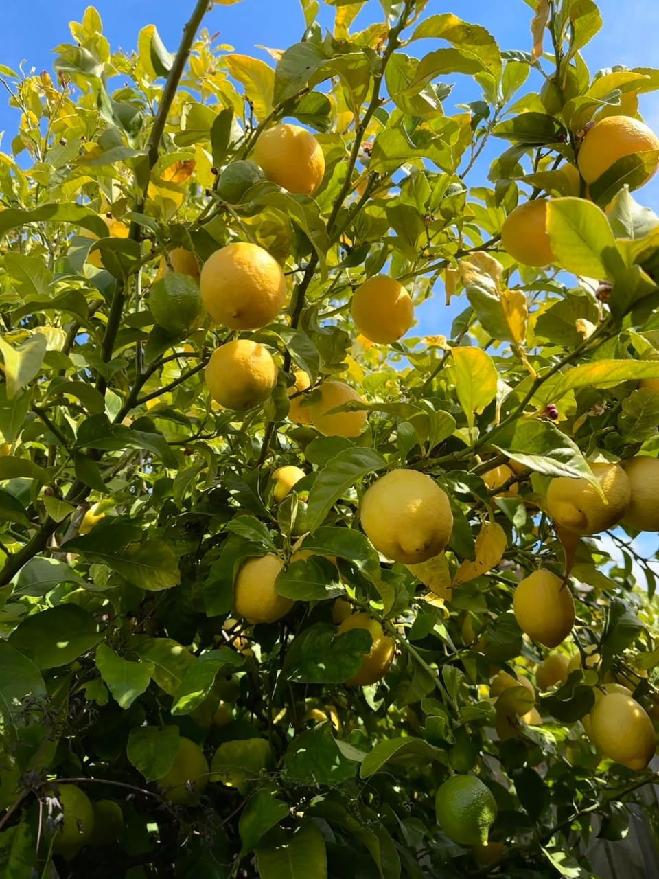 Rose Homey Home House in Glenorchy