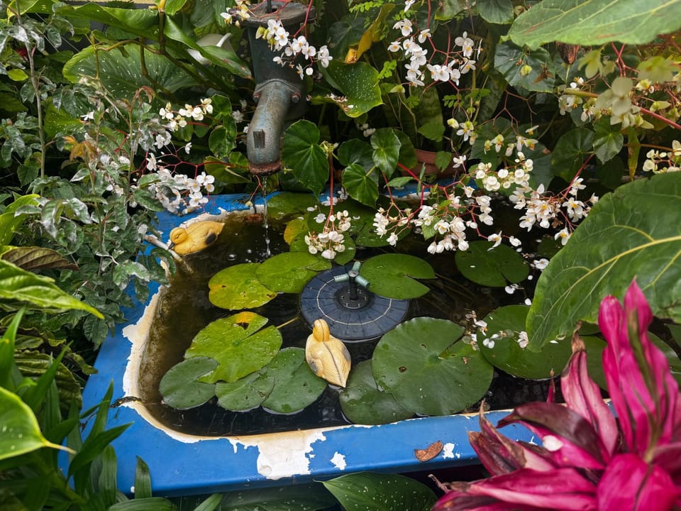 Terra Chã Cottage,FEEL Home, House in Madeira District